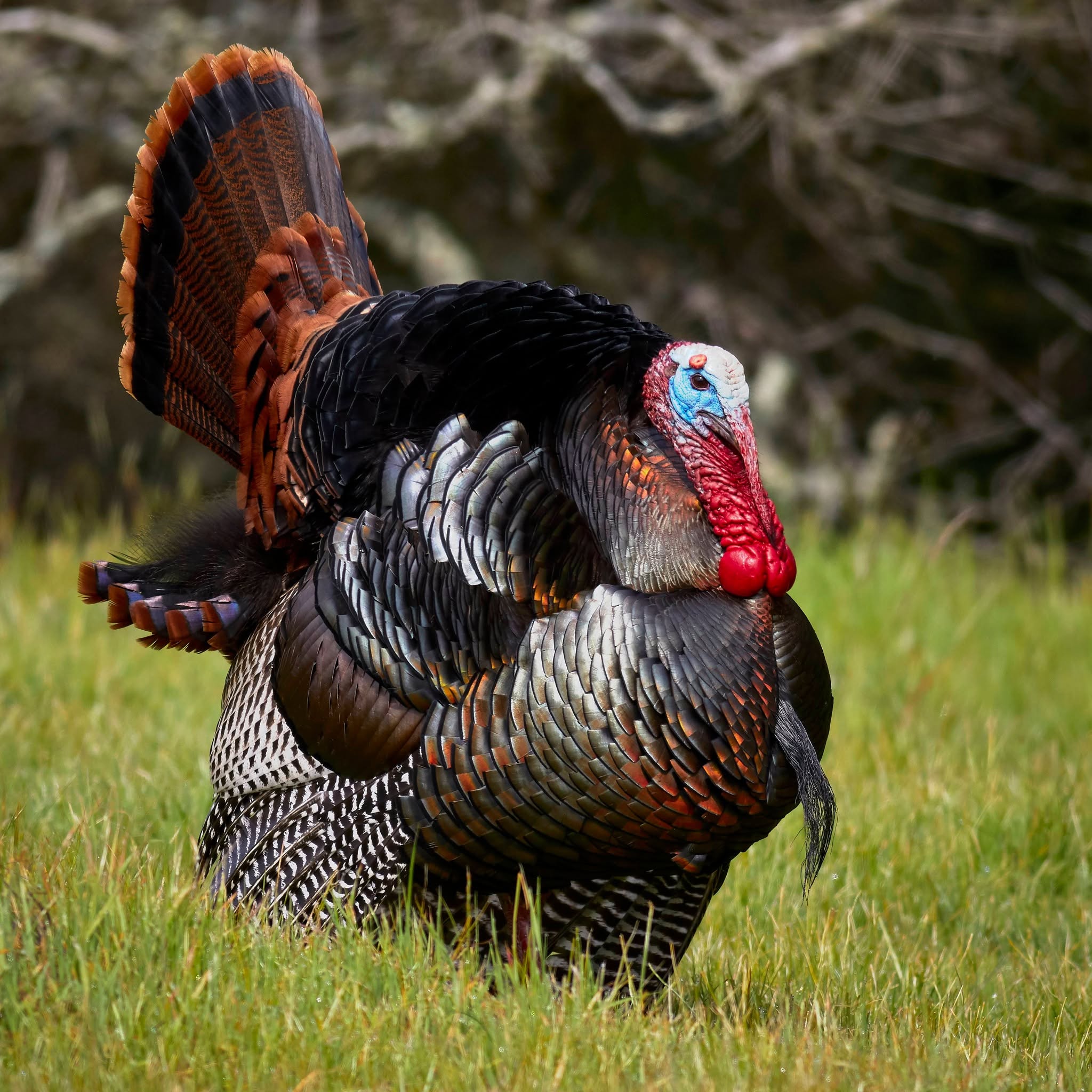 Bird Photo