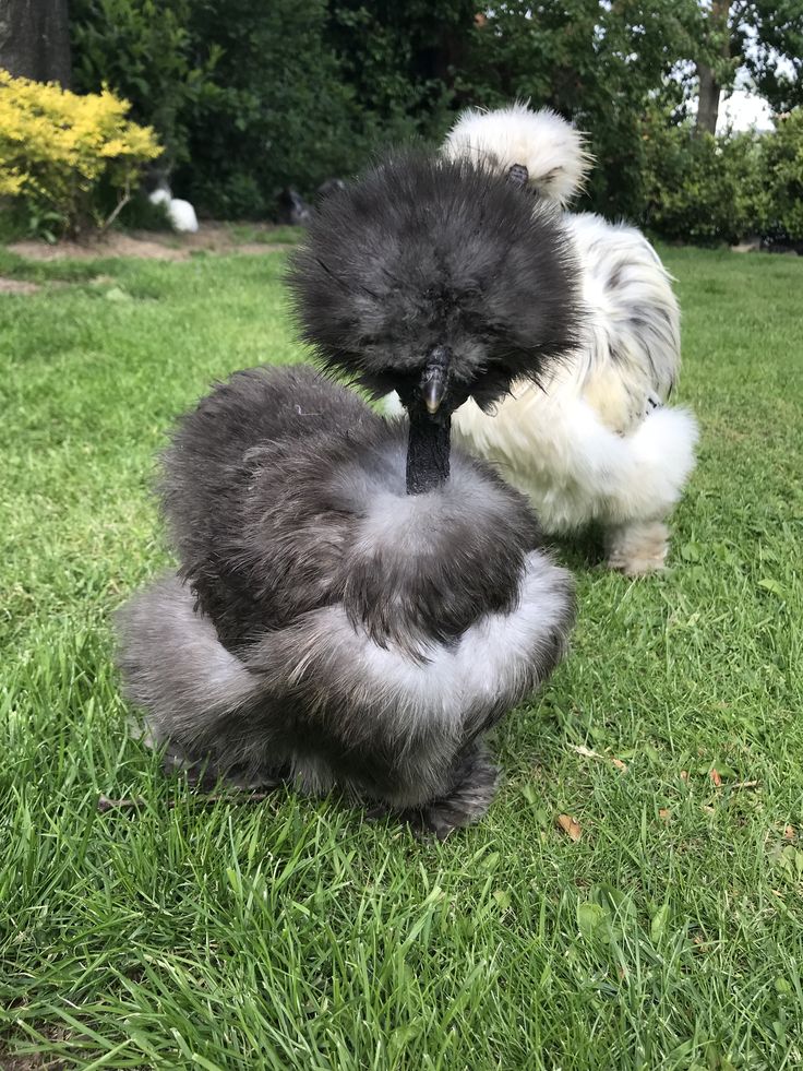 Bird Photo