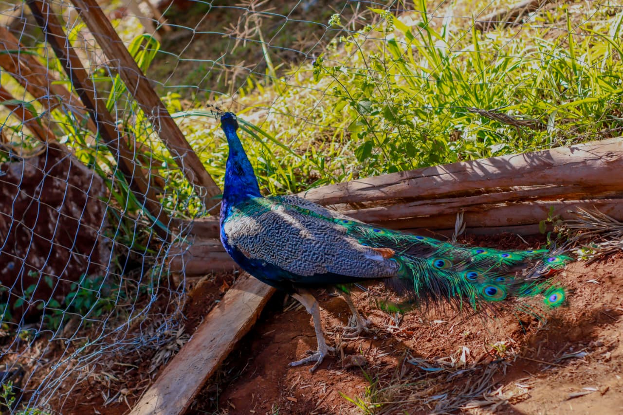 Majestic Peacock