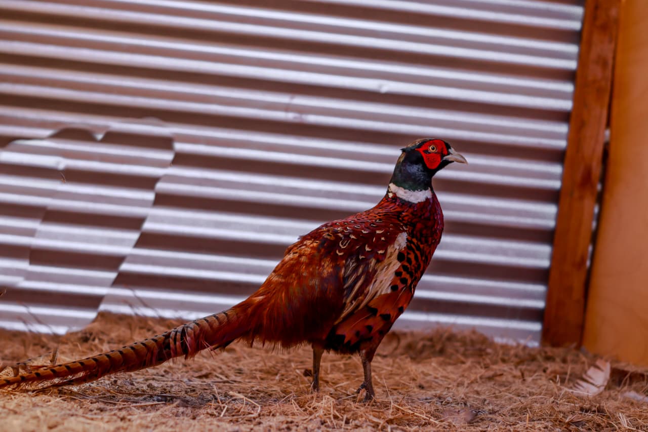 Pheasant