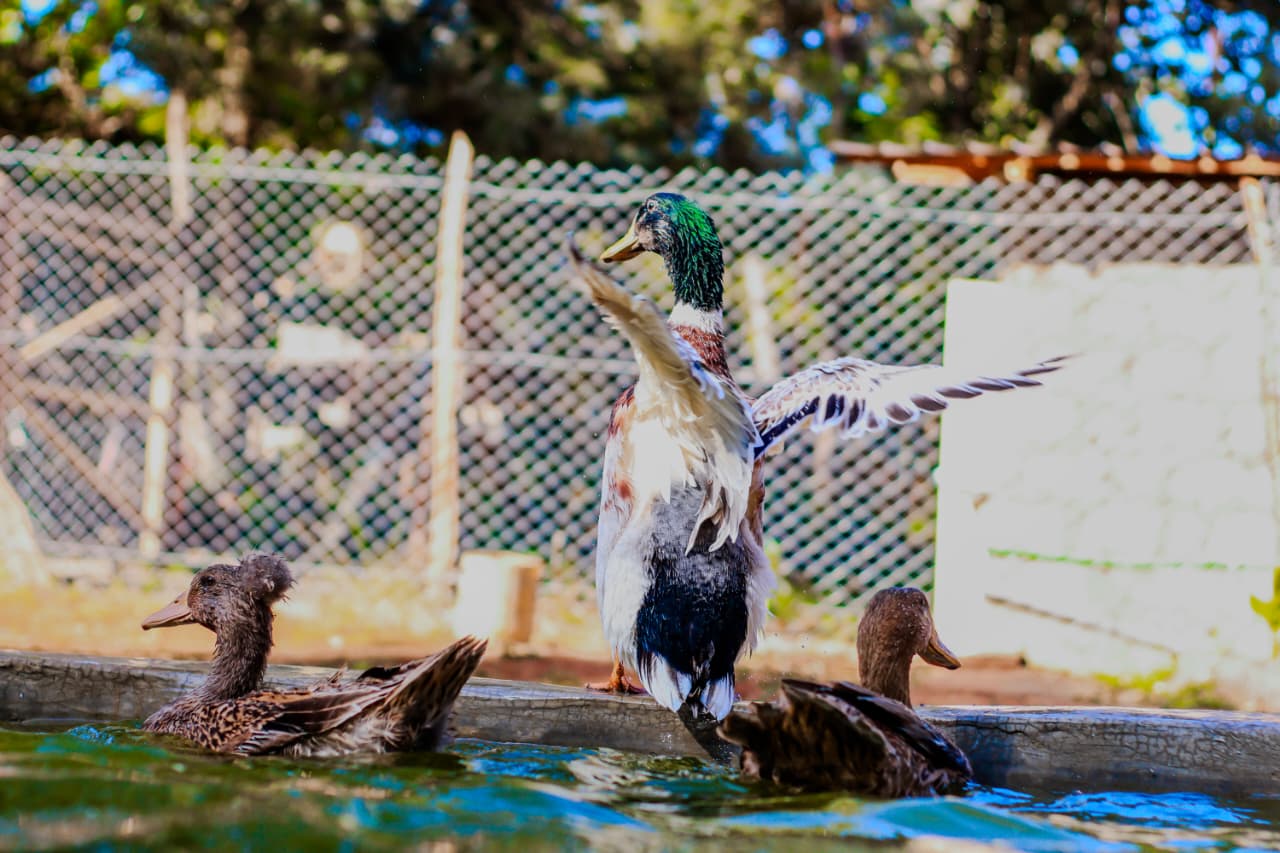 Ducks Swimming