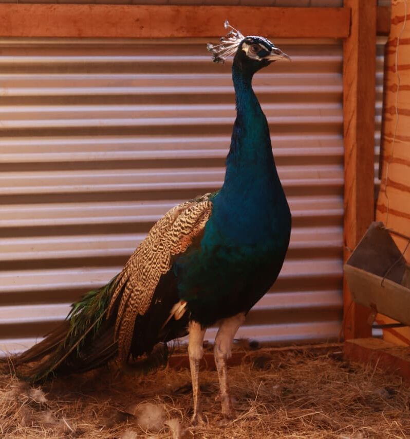 Bird Photo