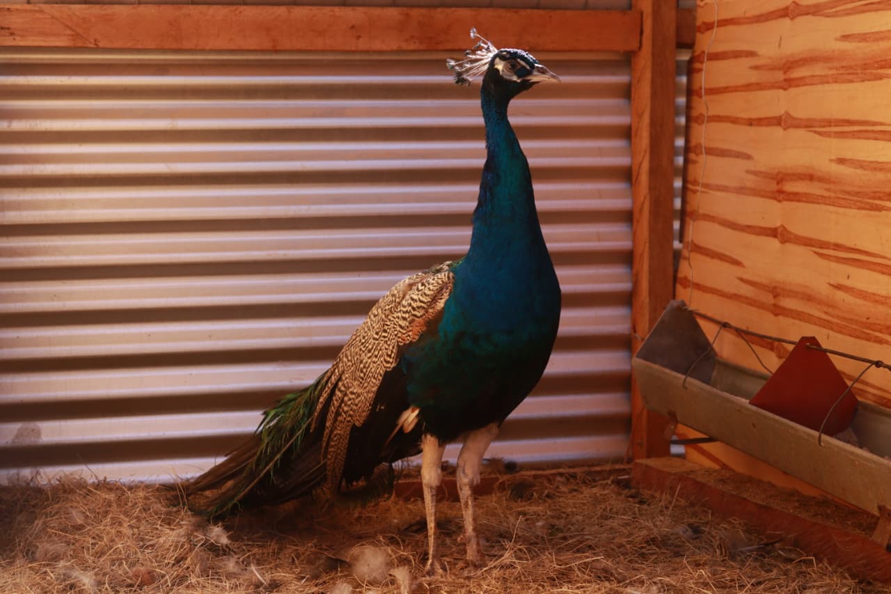 Bird Photo