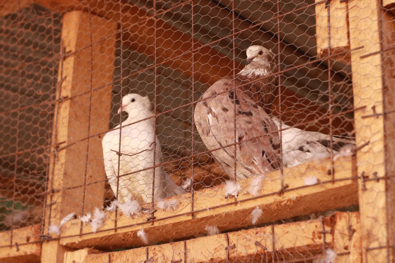 Bird Photo