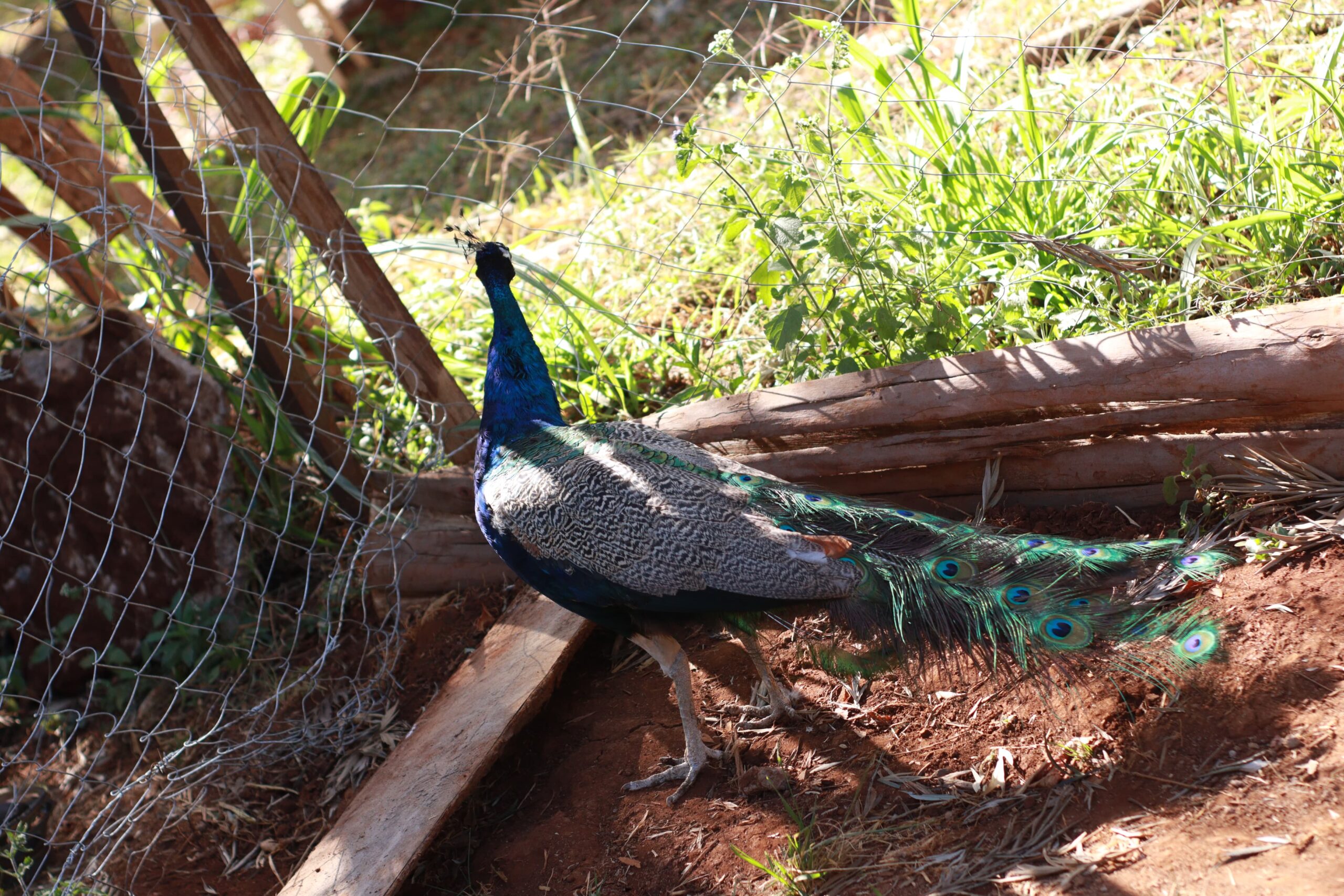 Bird Photo