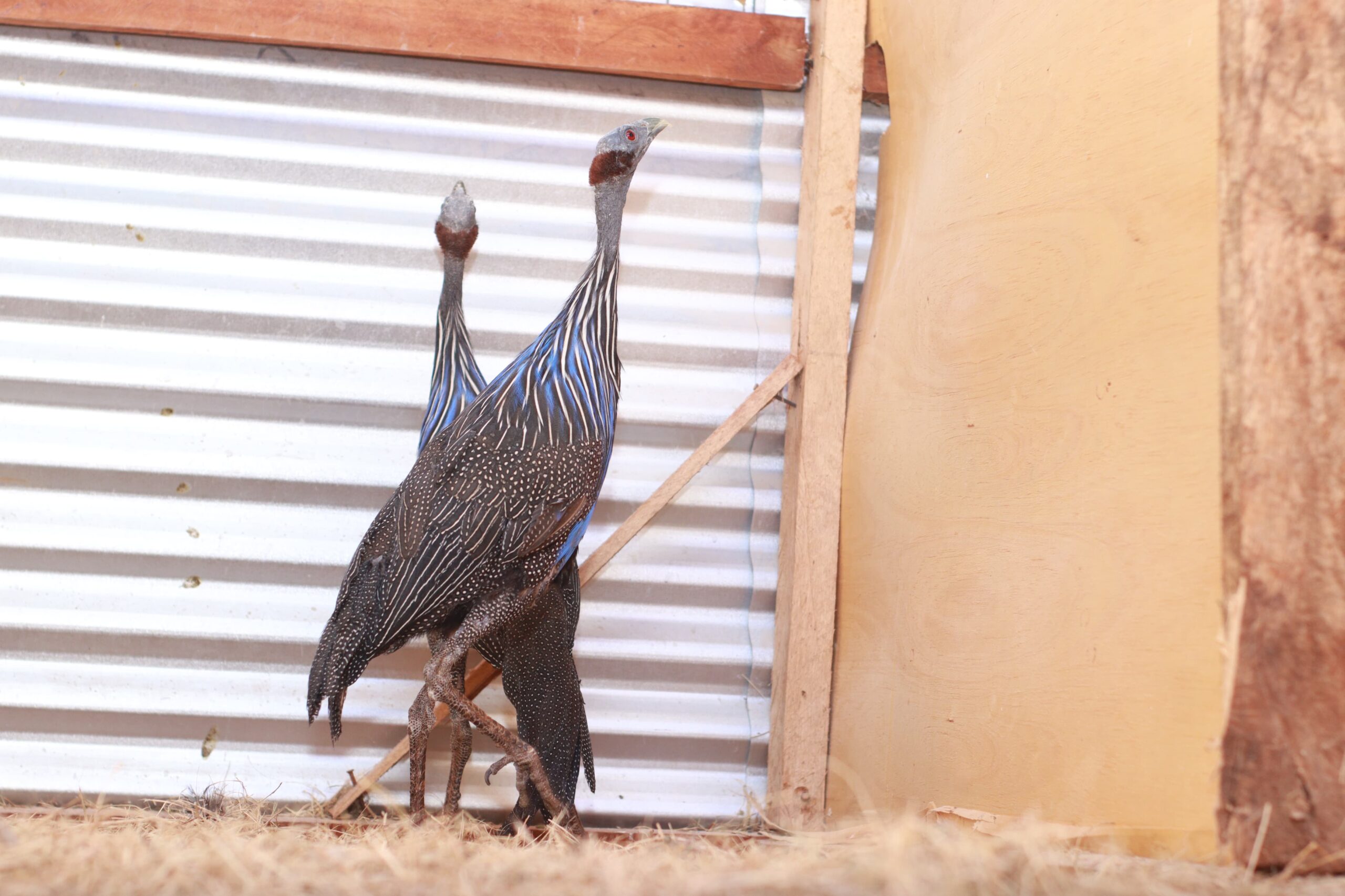 Bird Photo