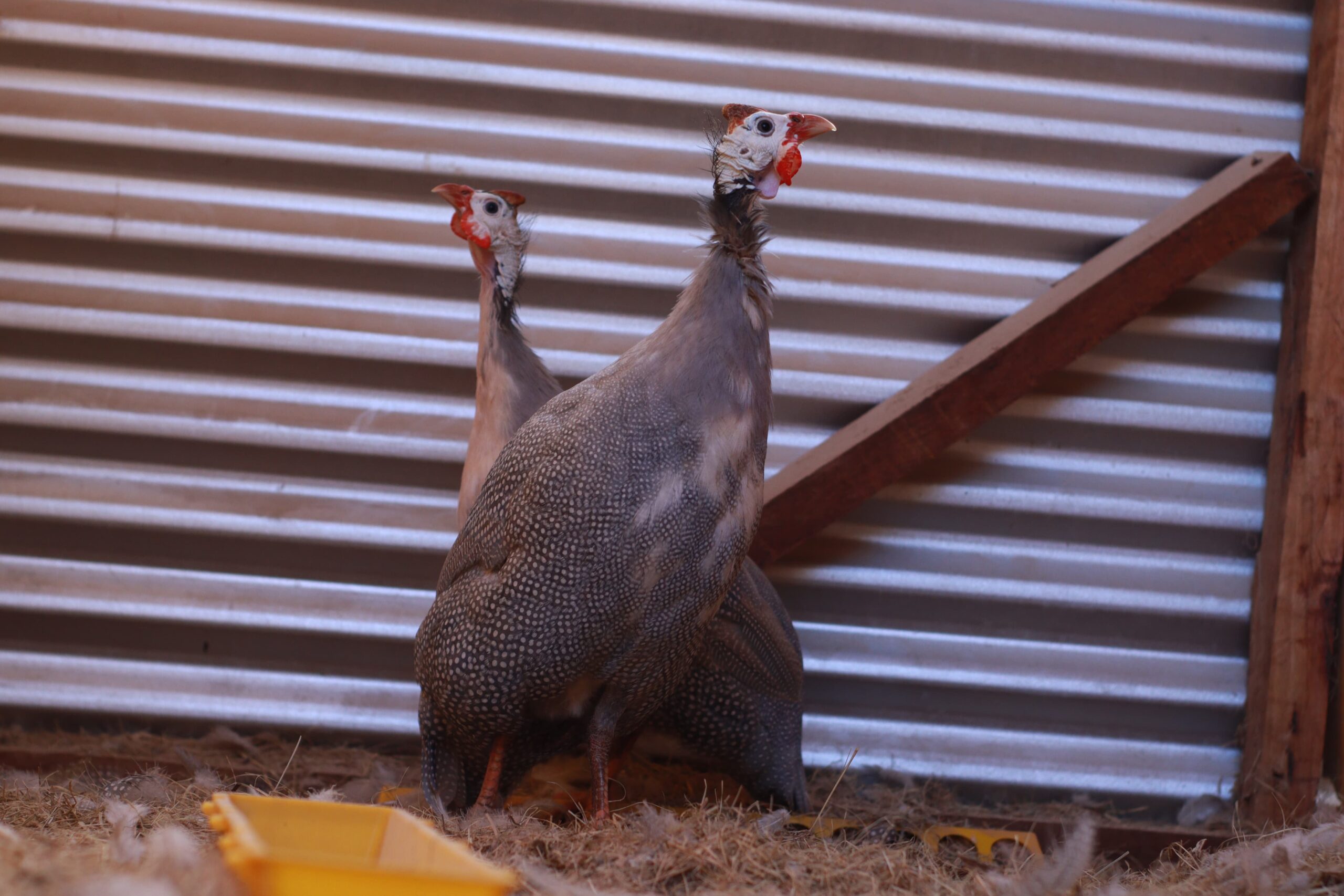 Bird Photo
