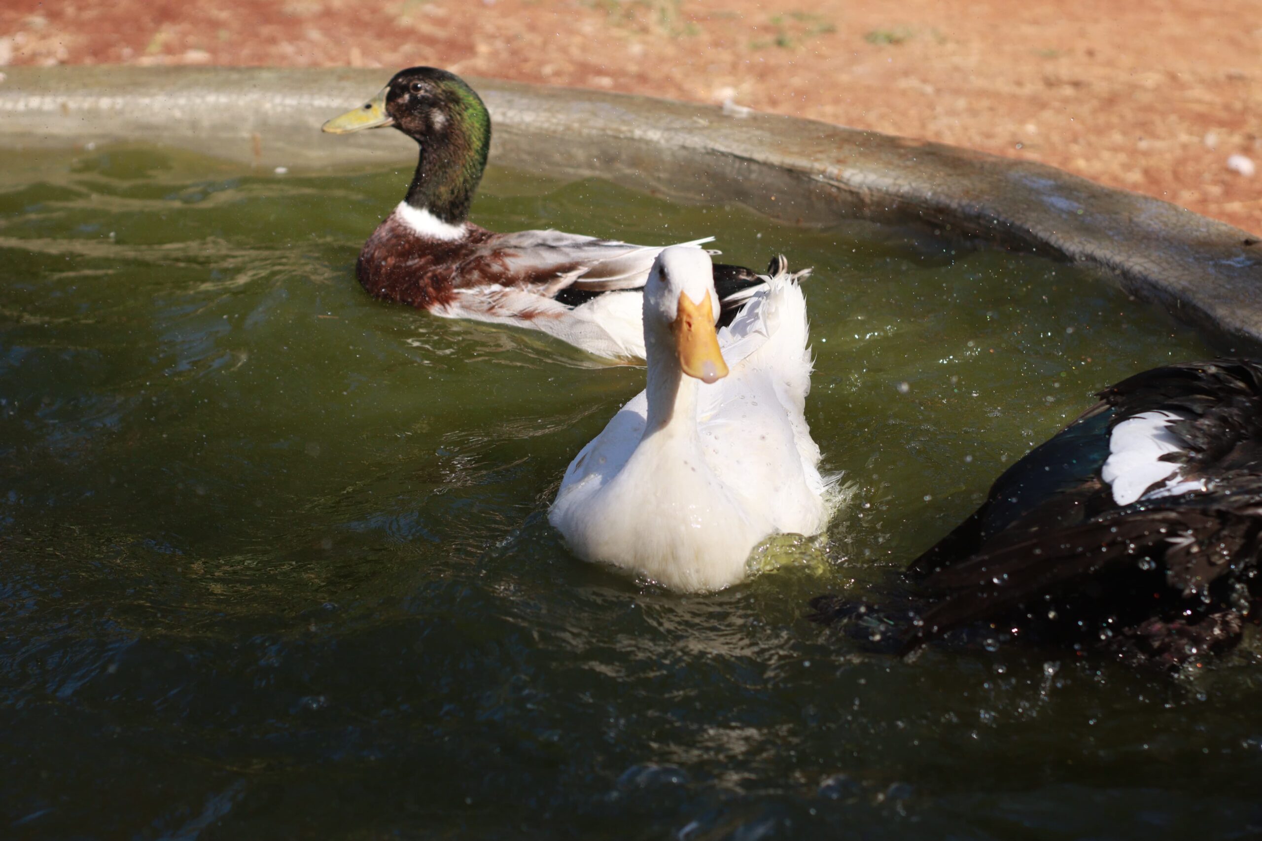 Bird Photo