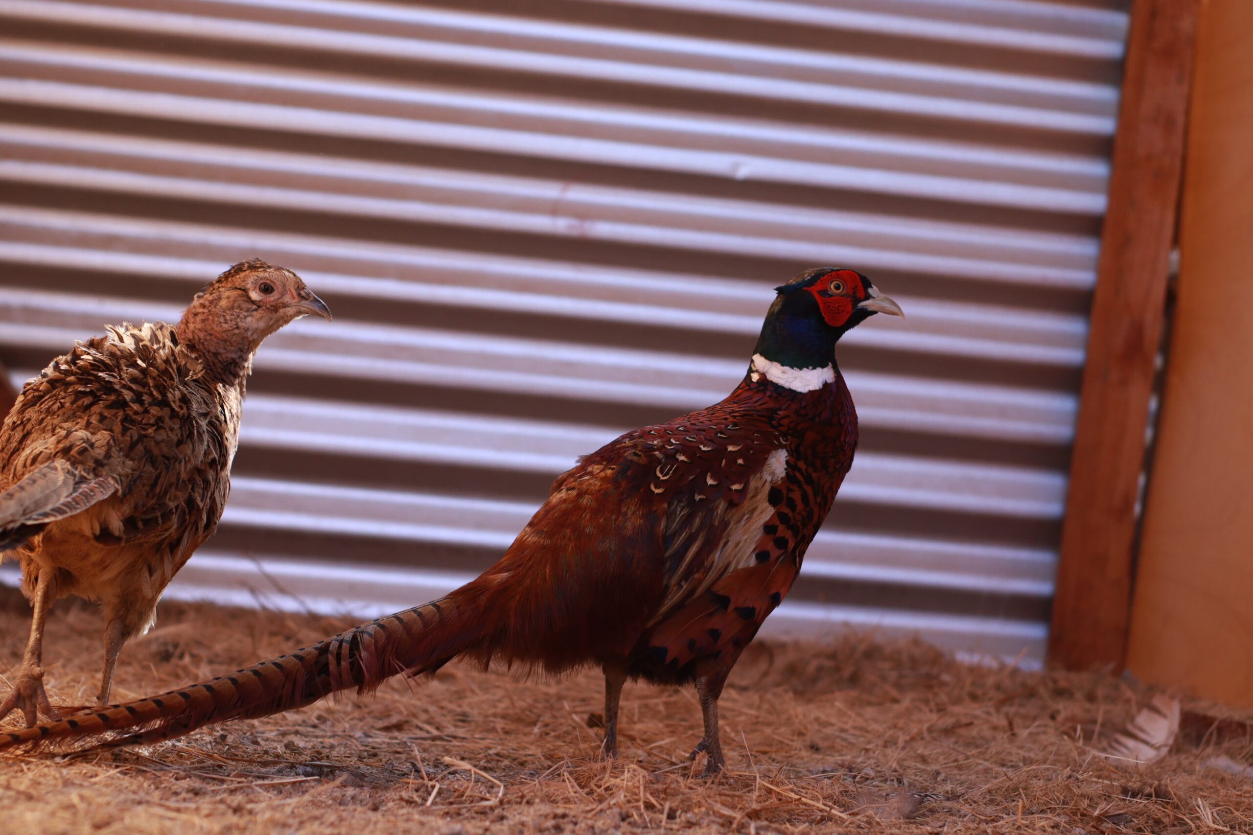 Bird Photo