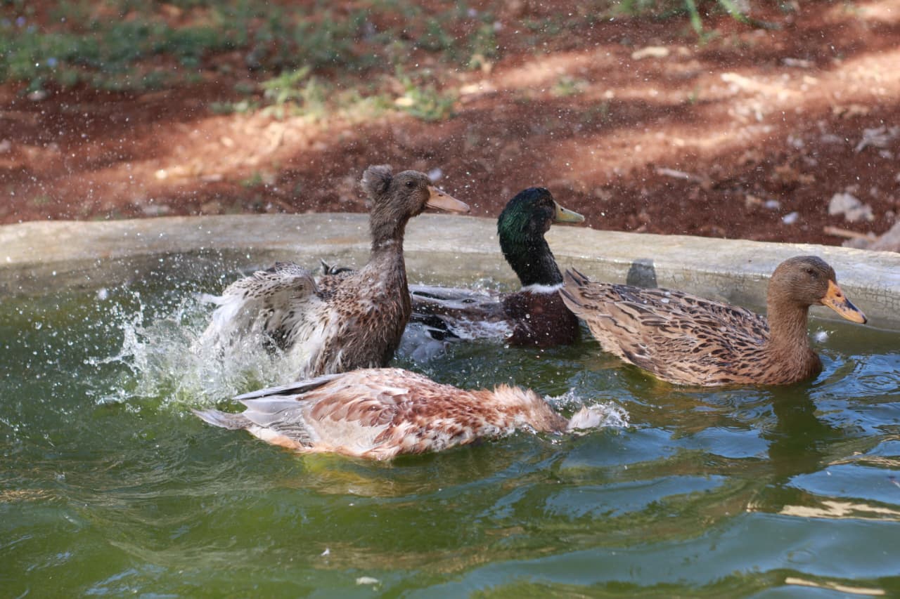 Bird Photo