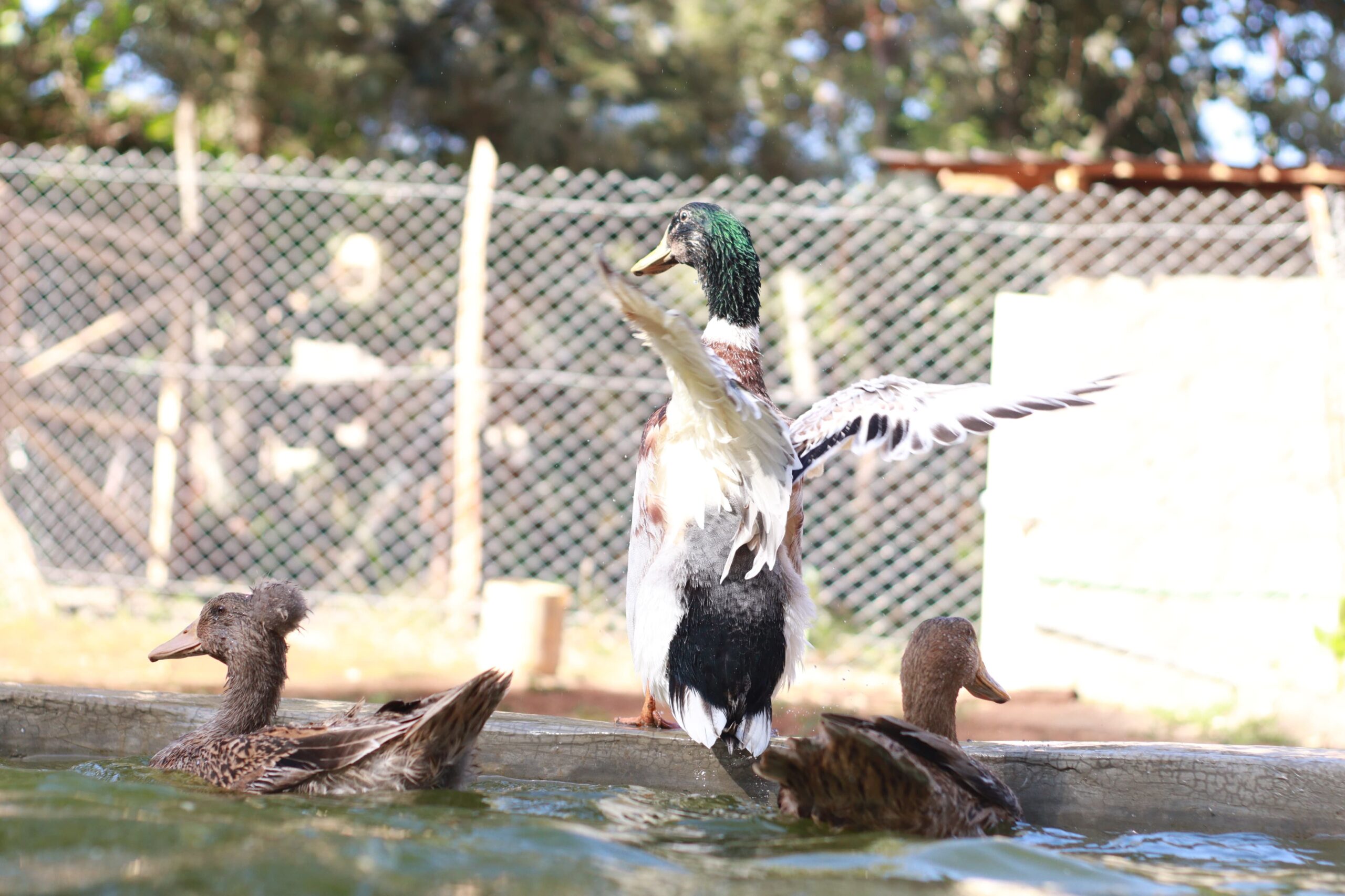 Bird Photo