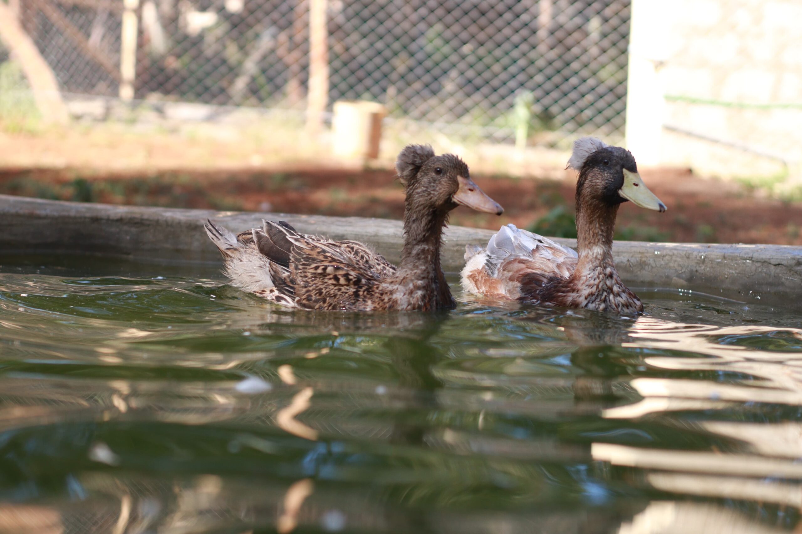 Bird Photo