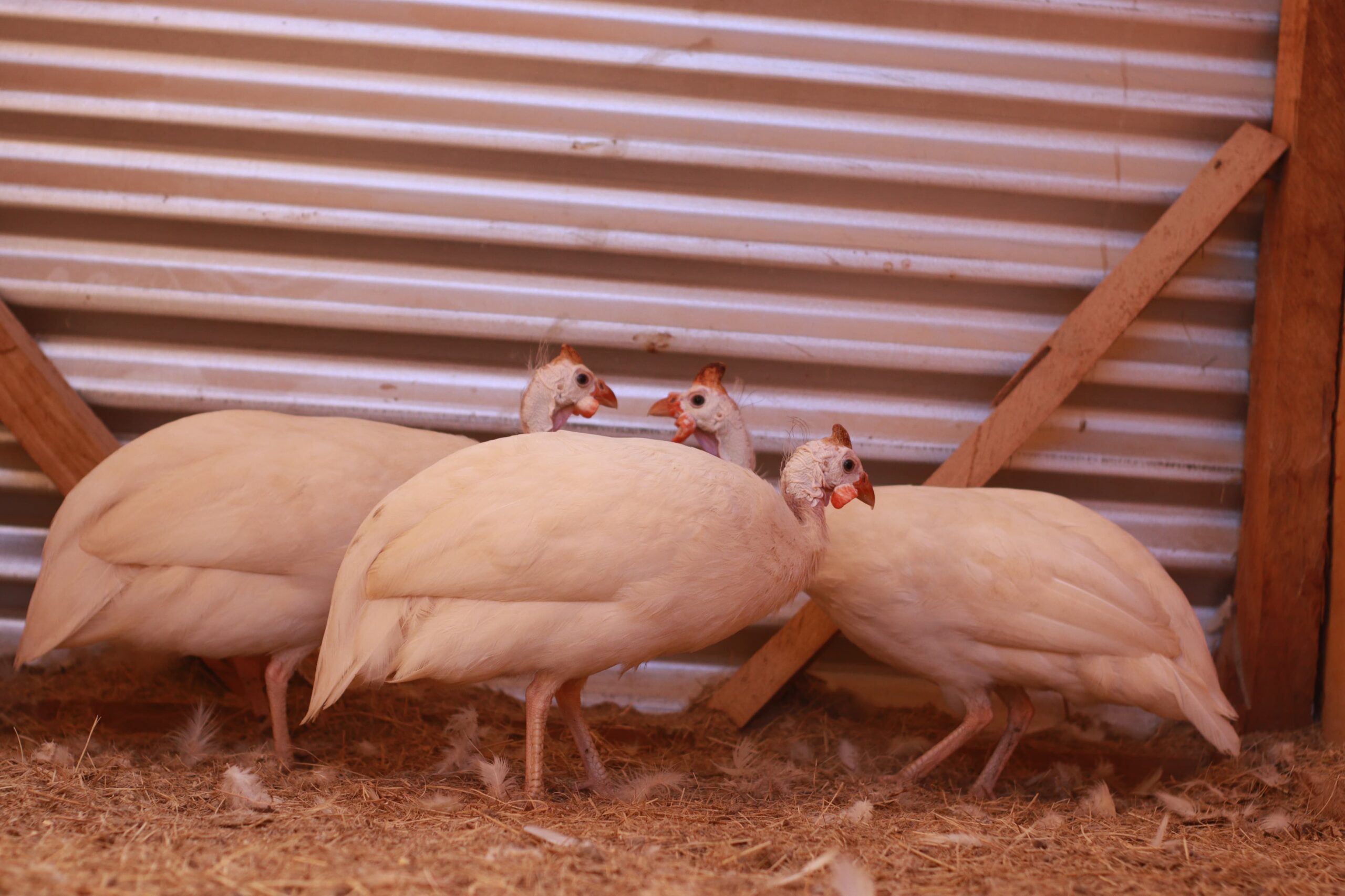 Bird Photo