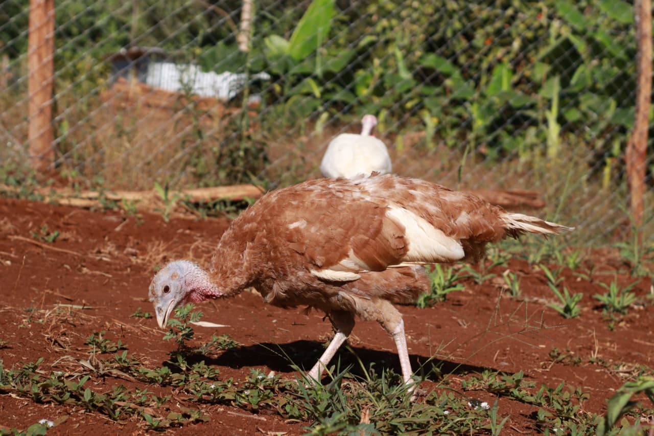 Bird Photo