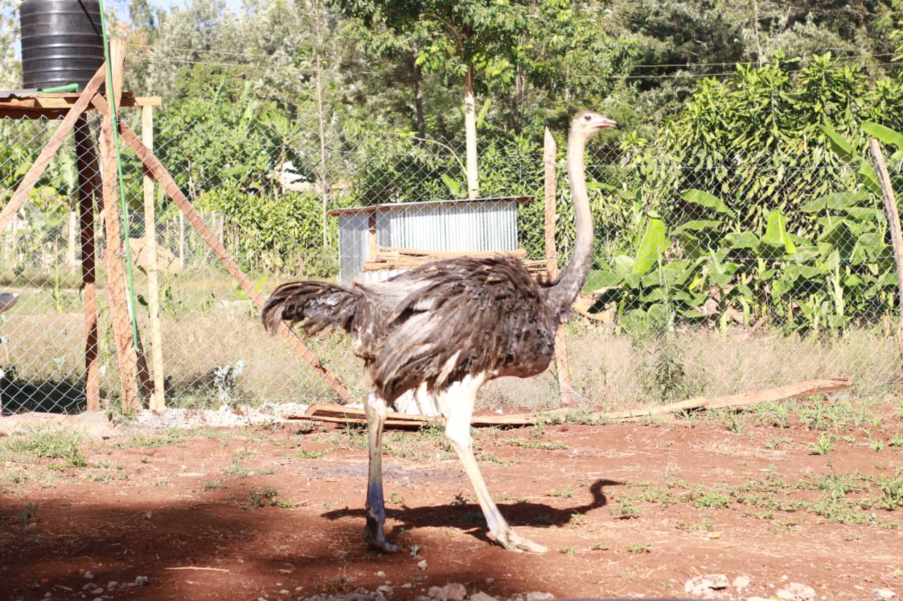 Bird Photo