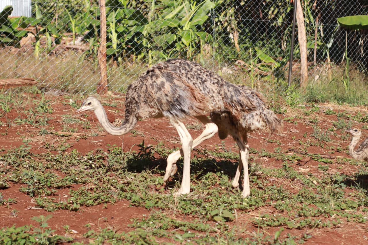 Bird Photo